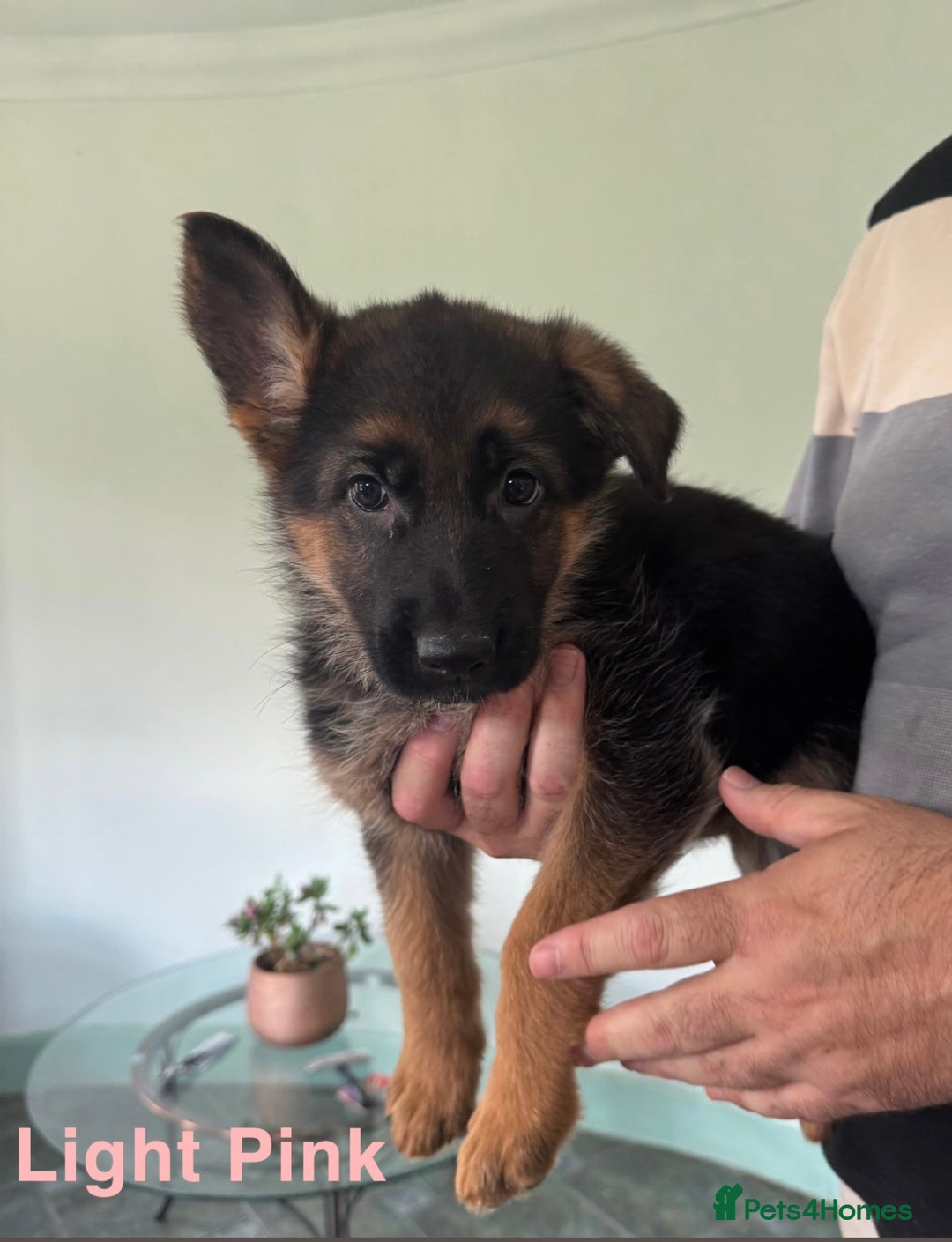 German Shepherd dogs for sale: Stunning KC Registered German Shepherd Puppies  - Image 7