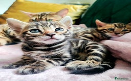 Bengal cats for sale: **✨ Lil Bengals Beautiful Pedigree Bengal Kittens✨ - Image 1