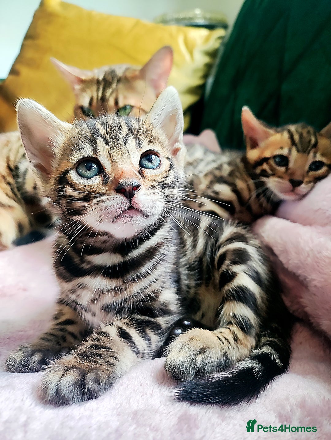 Bengal cats for sale: **✨ Lil Bengals Beautiful Pedigree Bengal Kittens✨ - Image 1