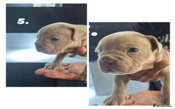Mixed Breed dogs for sale: French Buldog in Liverpool - Image 19