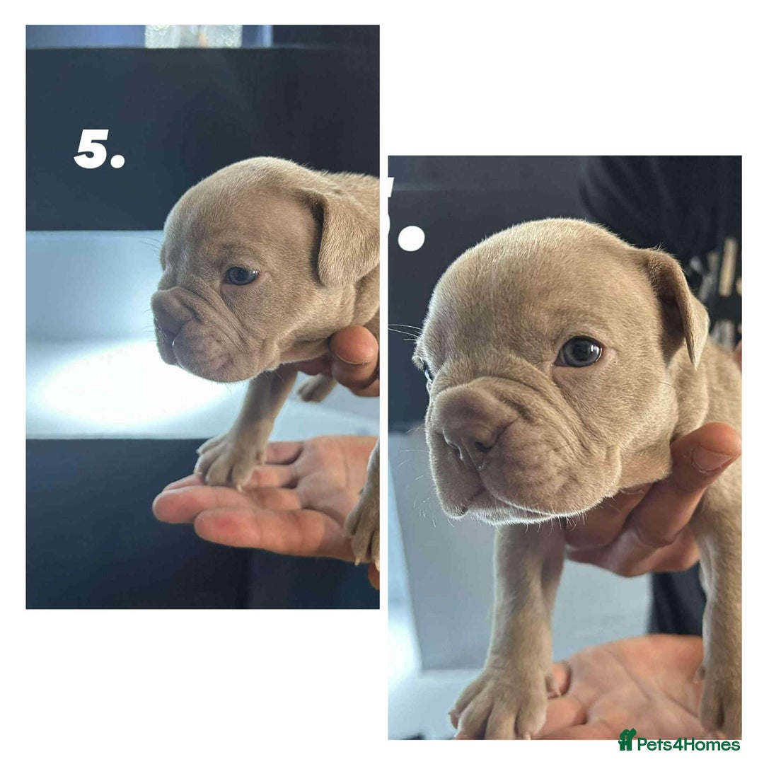 Mixed Breed dogs for sale: French Buldog in Liverpool - Image 19