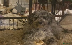 Cockapoo dogs for sale: F2 Cockapoo - Image 4