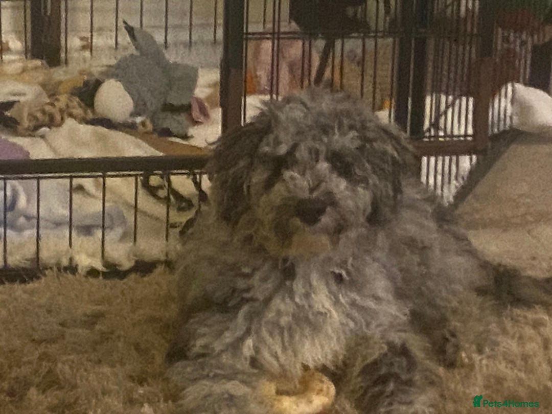 Cockapoo dogs for sale: F2 Cockapoo - Image 4