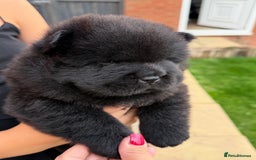 Chow Chow dogs for sale: 🐾Chow Chow Boy Pup – KC Registered Dad Bloodline - Image 3
