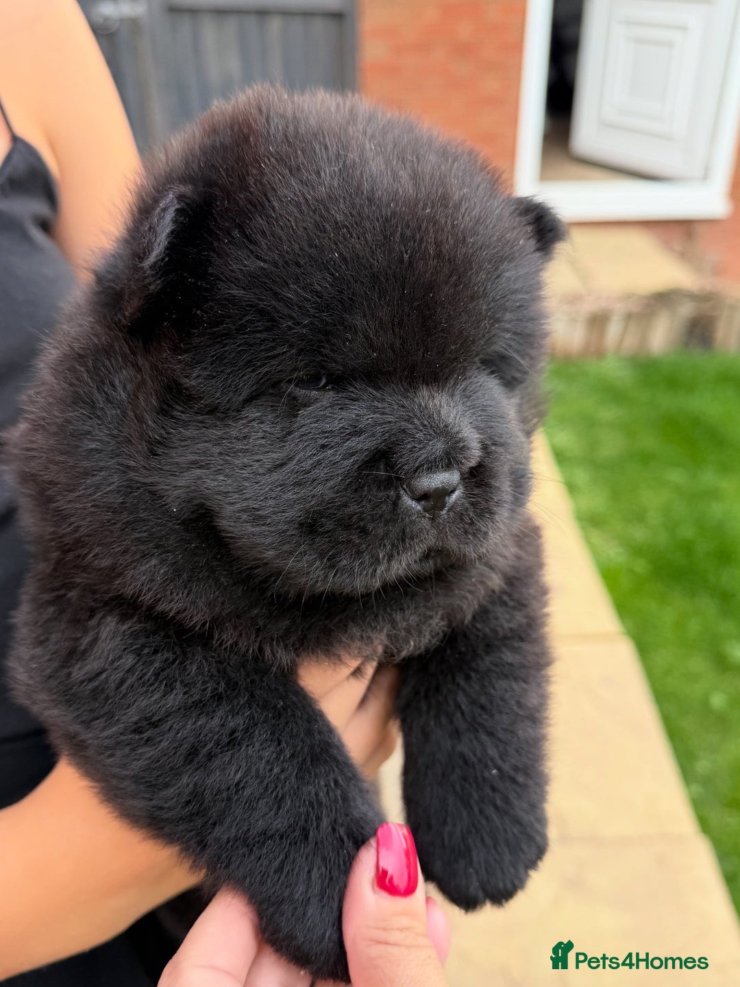 Chow Chow dogs for sale: 🐾Chow Chow Boy Pup – KC Registered Dad Bloodline - Image 3