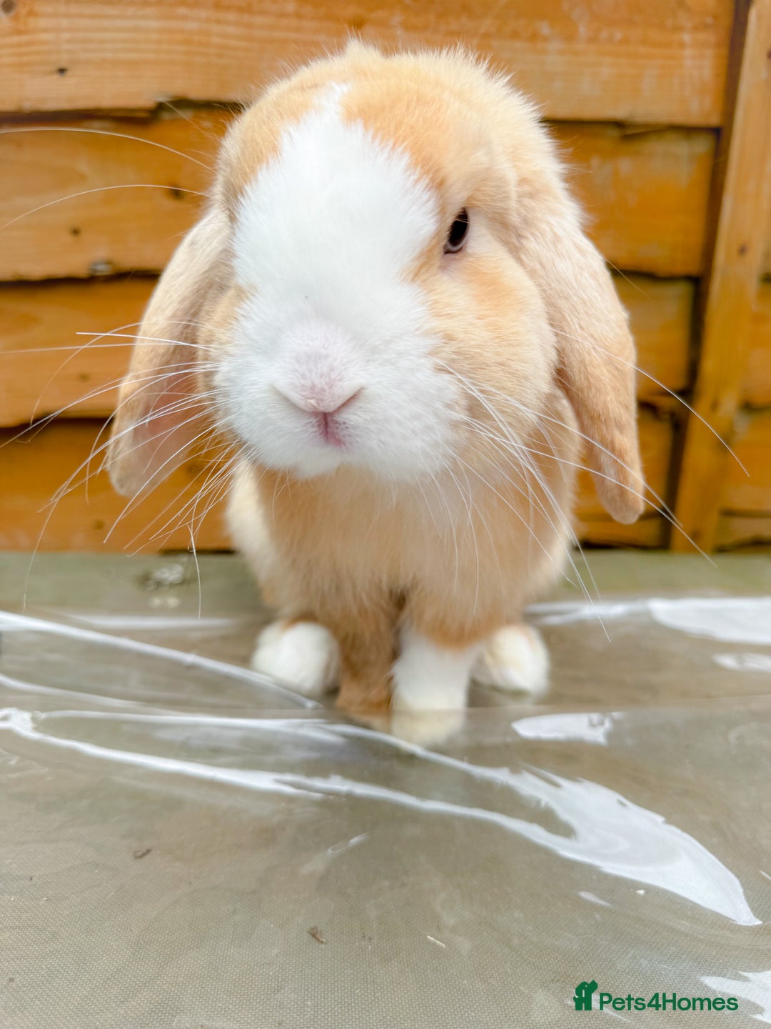 Mini Lop rabbits for sale: Mini Lop Buck  - Advert 9