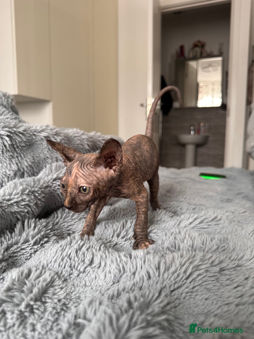 Sphynx cats for sale: Four 😍 SPHYNX kittens  - Image 10