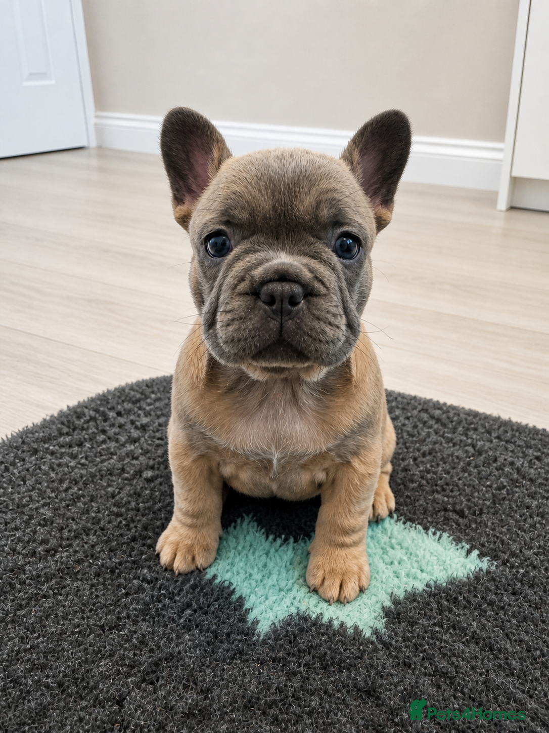 French Bulldog dogs Outstanding French Bulldog Puppies ! 🐶  - Advert 6