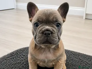 French Bulldog dogs Outstanding French Bulldog Puppies ! 🐶 - Advert 6