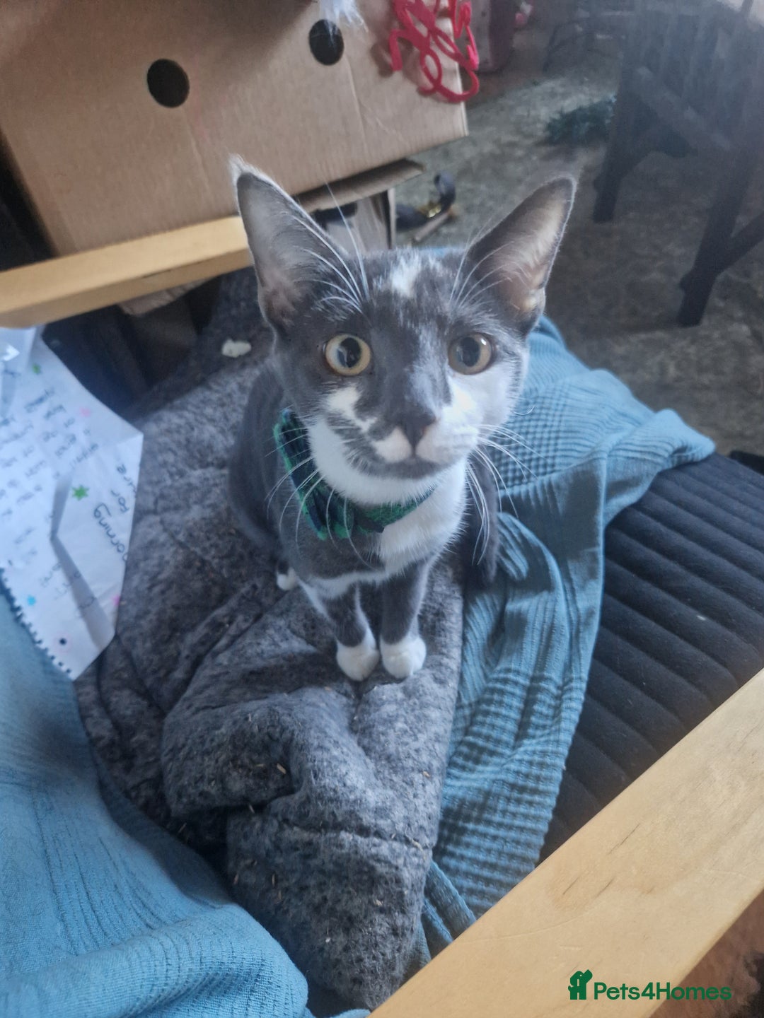 Mixed Breed cats for sale: Two male kitties need a home - Advert 3