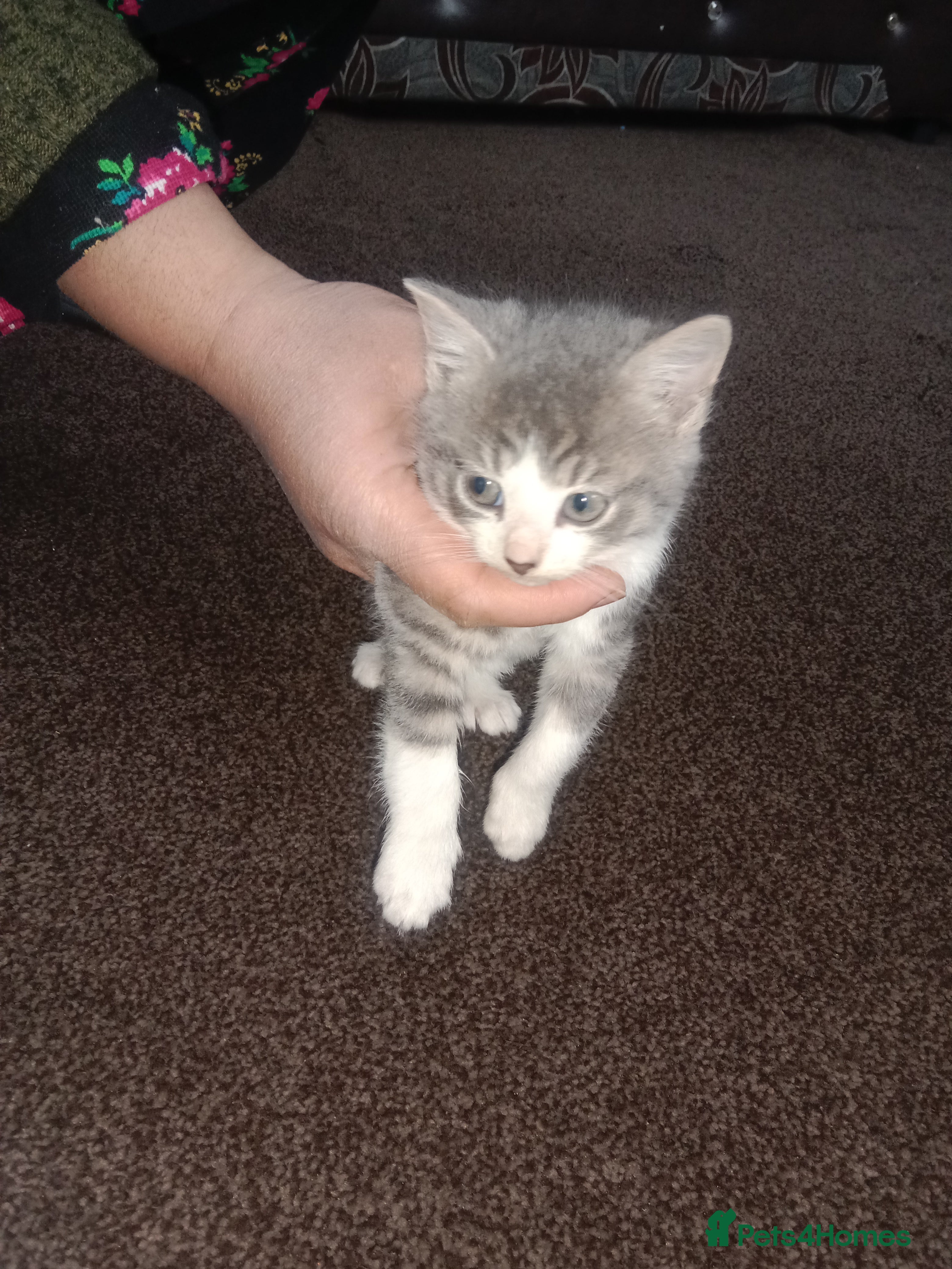 Mixed Breed cats Imran - Advert 13