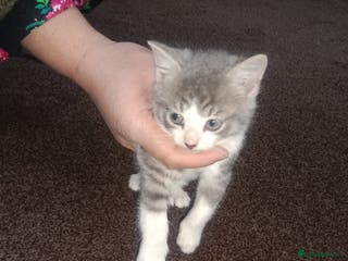 Mixed Breed cats Imran - Advert 13