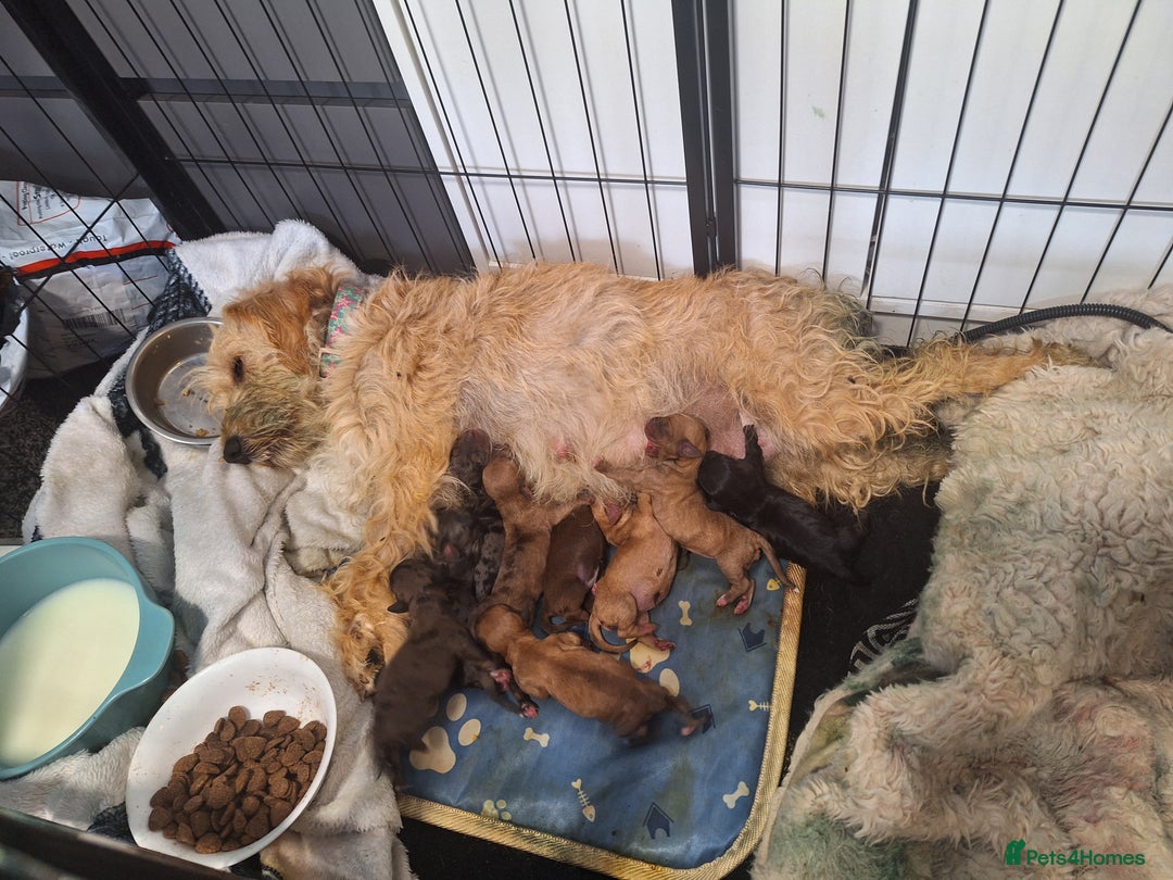 Mixed Breed dogs for sale: Beautiful litter of dachshund mix puppies  - Image 11