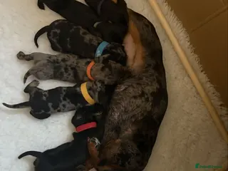 Miniature Dachshund dogs MAGNIFICENT SHORT HAIRED DACHSHUND PUPPIES - Advert 1