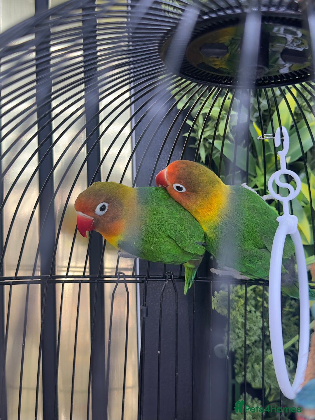 Lovebirds birds for sale: Pair of lovely lovebirds for sell  - Image 2
