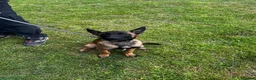 Belgian Shepherd Dog dogs for sale: World Champion Sired Puppies  - Advert 8