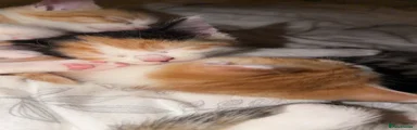 Maine Coon 2
