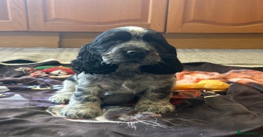 Cocker Spaniel dogs - Advert 11