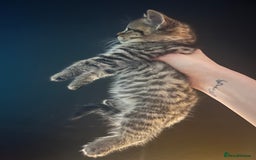 British Shorthair cats for sale: 🐾✨British Shorthair × Silver Tabby Kittens✨🐾 - Image 19