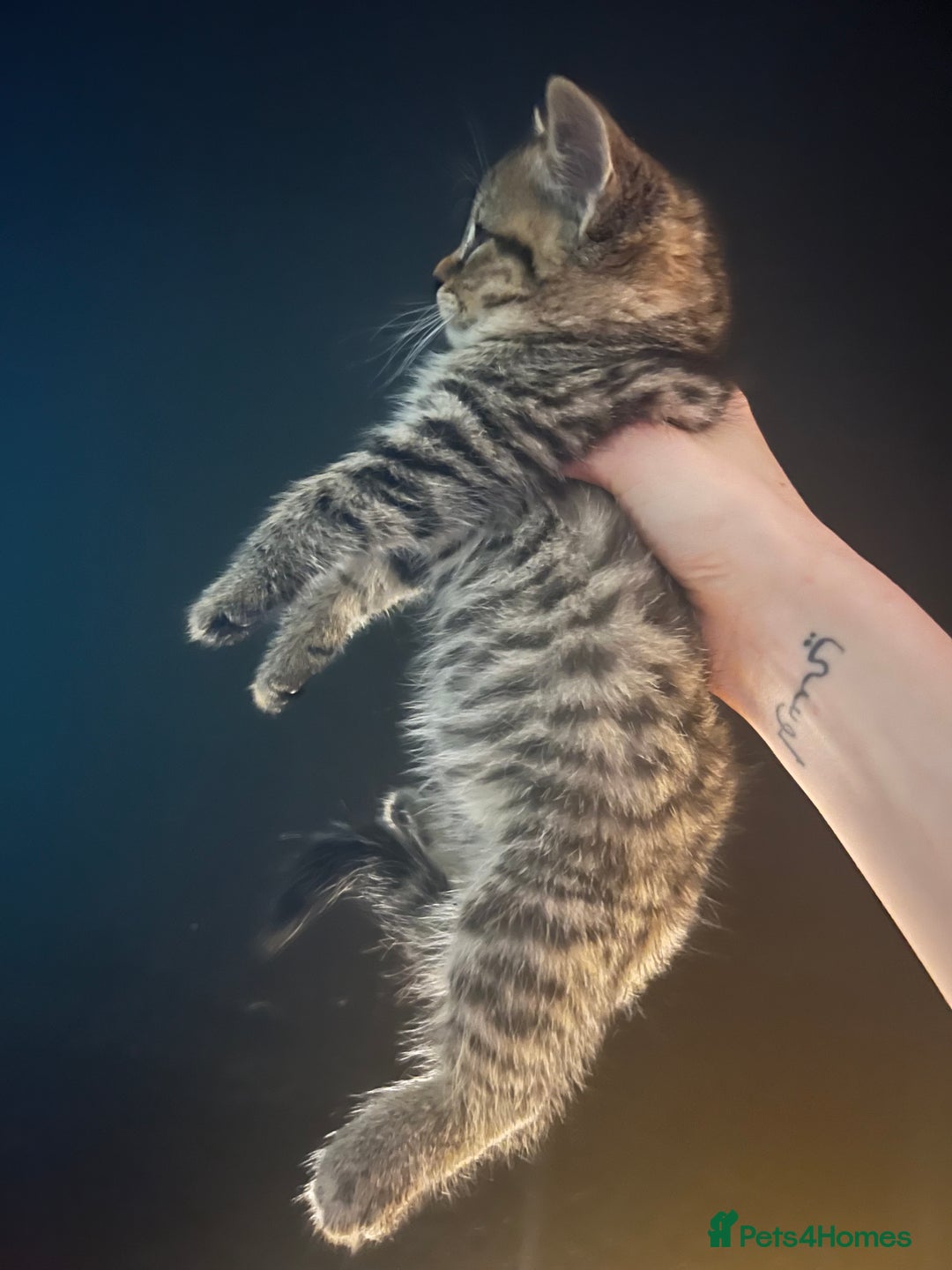 British Shorthair cats for sale: 🐾✨British Shorthair × Silver Tabby Kittens✨🐾 - Image 19
