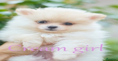 Pomeranian dogs - Advert 15