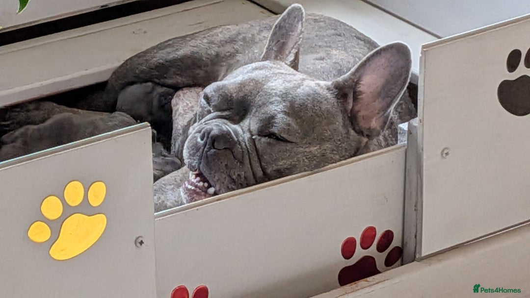 French Bulldog dogs for sale: Stunning French bulldog puppies 🐕 - Image 9