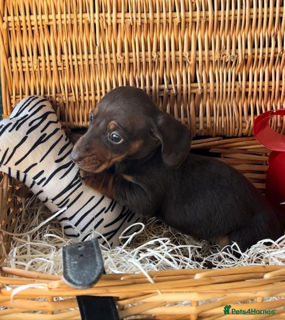 Miniature Dachshund dogs for sale: Beautiful Miniature Dachshund Puppies in Waterlooville - Advert 4