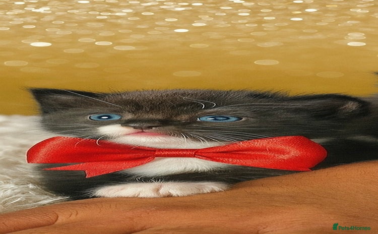 Mixed Breed cats - Advert 8