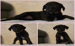 Mixed Breed dogs for sale: Italianpoos - Advert 10