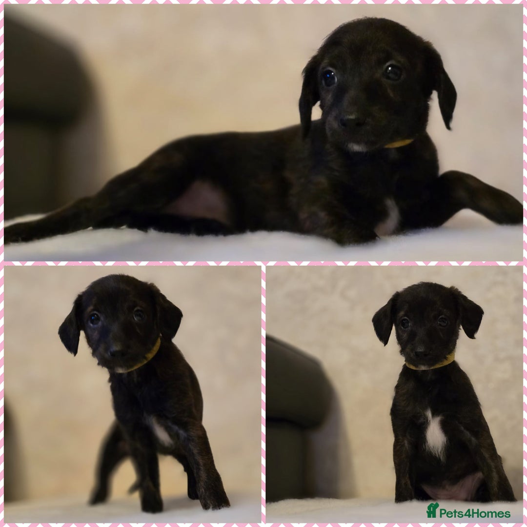 Mixed Breed dogs for sale: Italianpoos - Advert 10