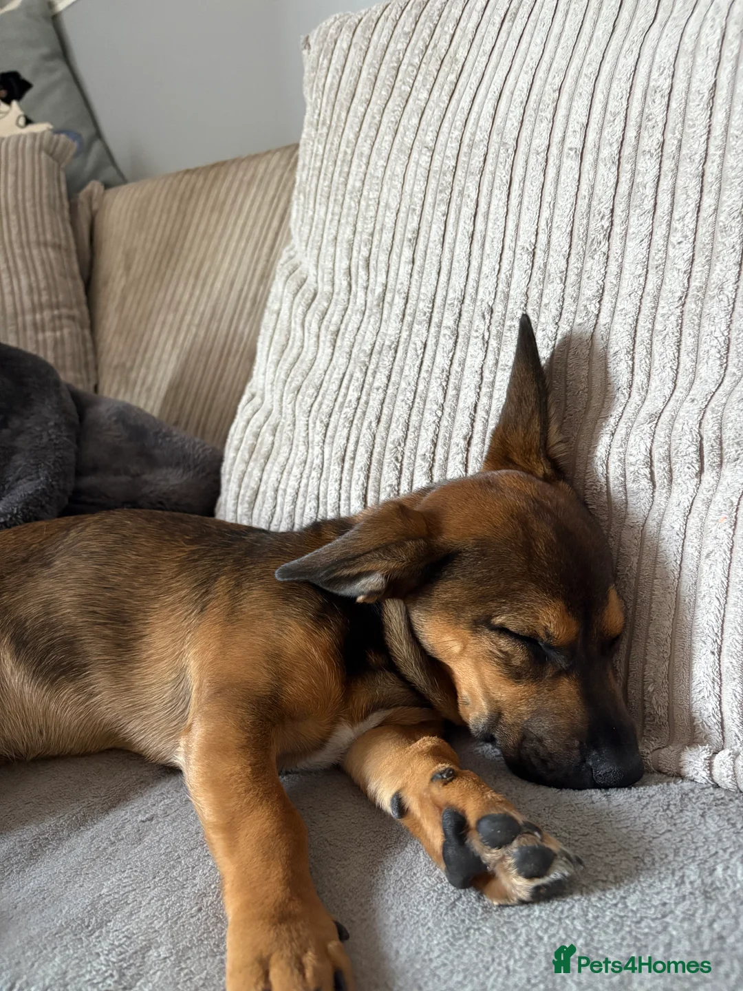 Mixed Breed dogs for sale: Sadly having to rehome  - Advert 7