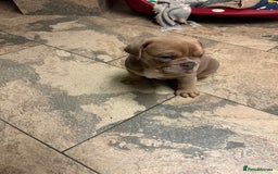 Olde English Bulldogge dogs for sale: 2 male gorgeous Ild English Bulldogs - Image 16