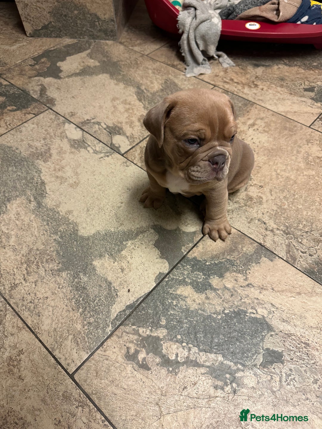 Olde English Bulldogge dogs for sale: 2 male gorgeous Ild English Bulldogs - Image 16