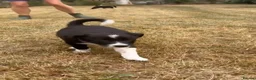 Border Collie dogs for sale: 9 Border Collie pups - Advert 9