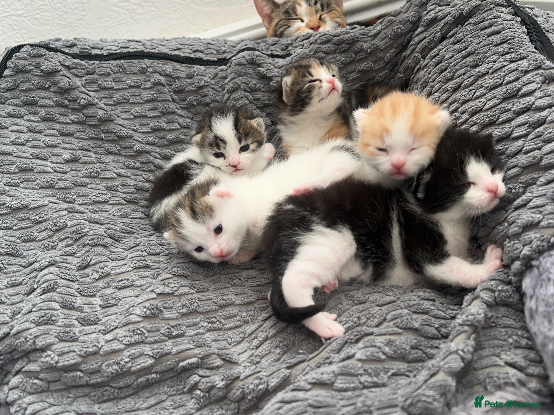 Mixed Breed cats 5 beautiful kittens looking for a forever home❤️ - Advert 1