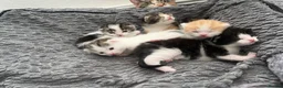 Mixed Breed cats for sale: 5 beautiful kittens looking for a forever home❤️ - Advert 1