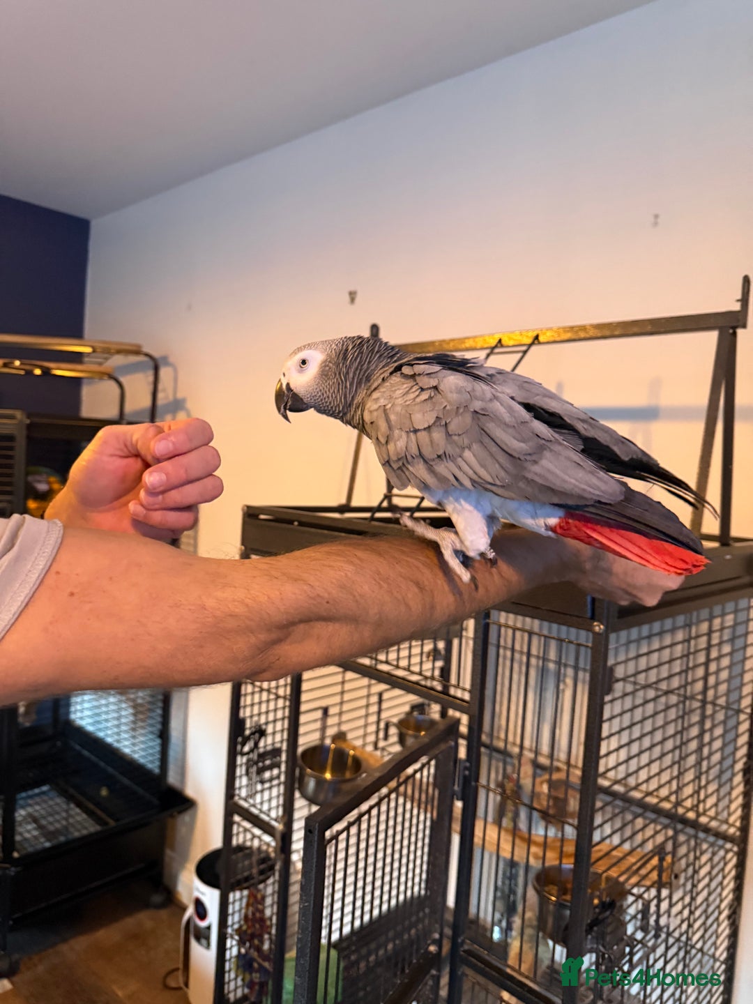 Parrots birds for sale: Male African Grey Parrot 5 year old  - Advert 3