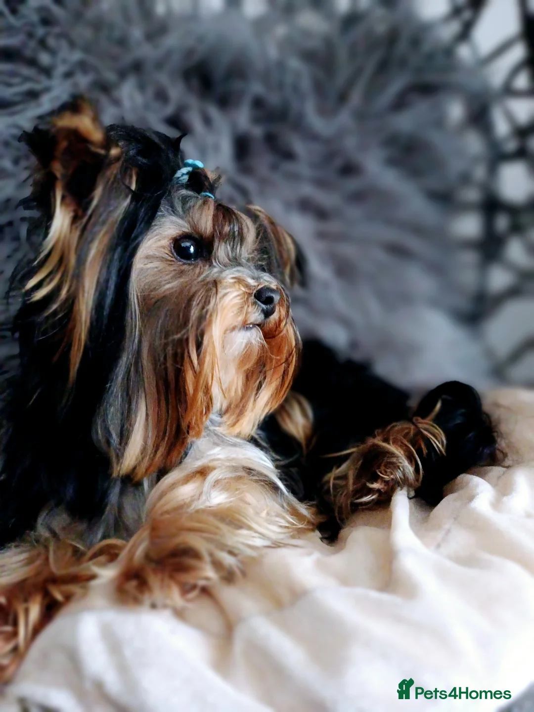 Yorkshire Terrier dogs for stud: ABSOLUTELY ADROBLE TINY BOY ONLY FOR STUD DUTY!! in Bedford - Advert 10