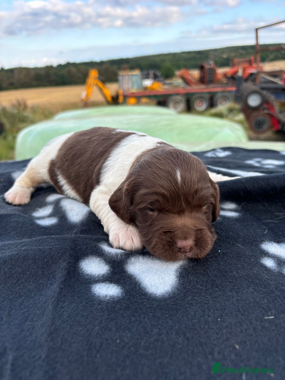 English Springer Spaniel dogs for sale: Gorgeous marked English Springer Spaniel pups  - Image 13