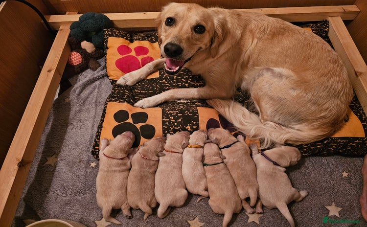 Golden Retriever dogs - Advert 3
