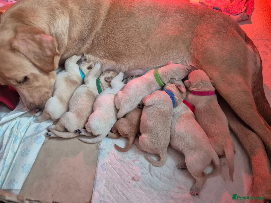 Goldador dogs for sale: Goldador puppies for sale  in Bo'ness - Advert 1
