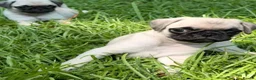 Pug dogs for sale:  Forever family pug puppies. in Bradford - Advert 6