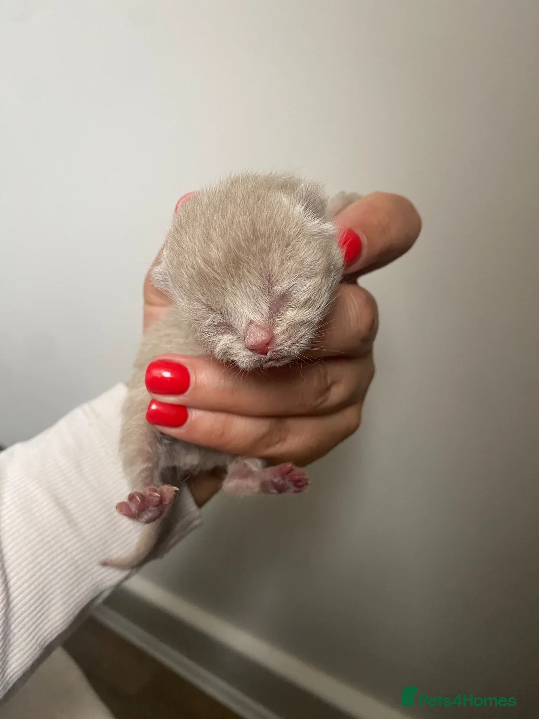British Shorthair cats for sale: ✨Stunning Lilac British Shorthair GCCF ✨ - Advert 3