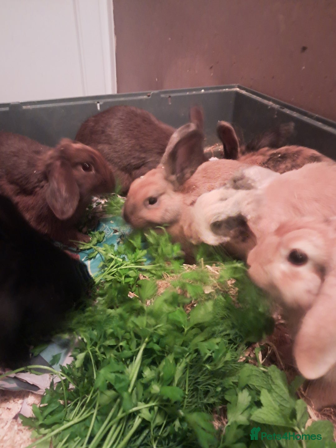 Mixed Breed rabbits for sale: Free to loving forever homes  - Image 27