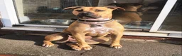 Cane Corso dogs for sale: Merle chunky Cane Corso X Bandogge puppies  - Advert 3