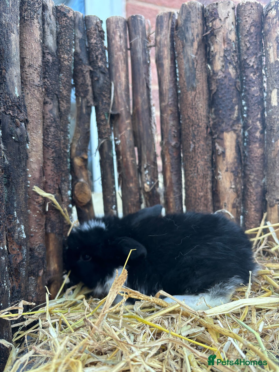 Mini Lop rabbits for sale: Mini lops  - Advert 3