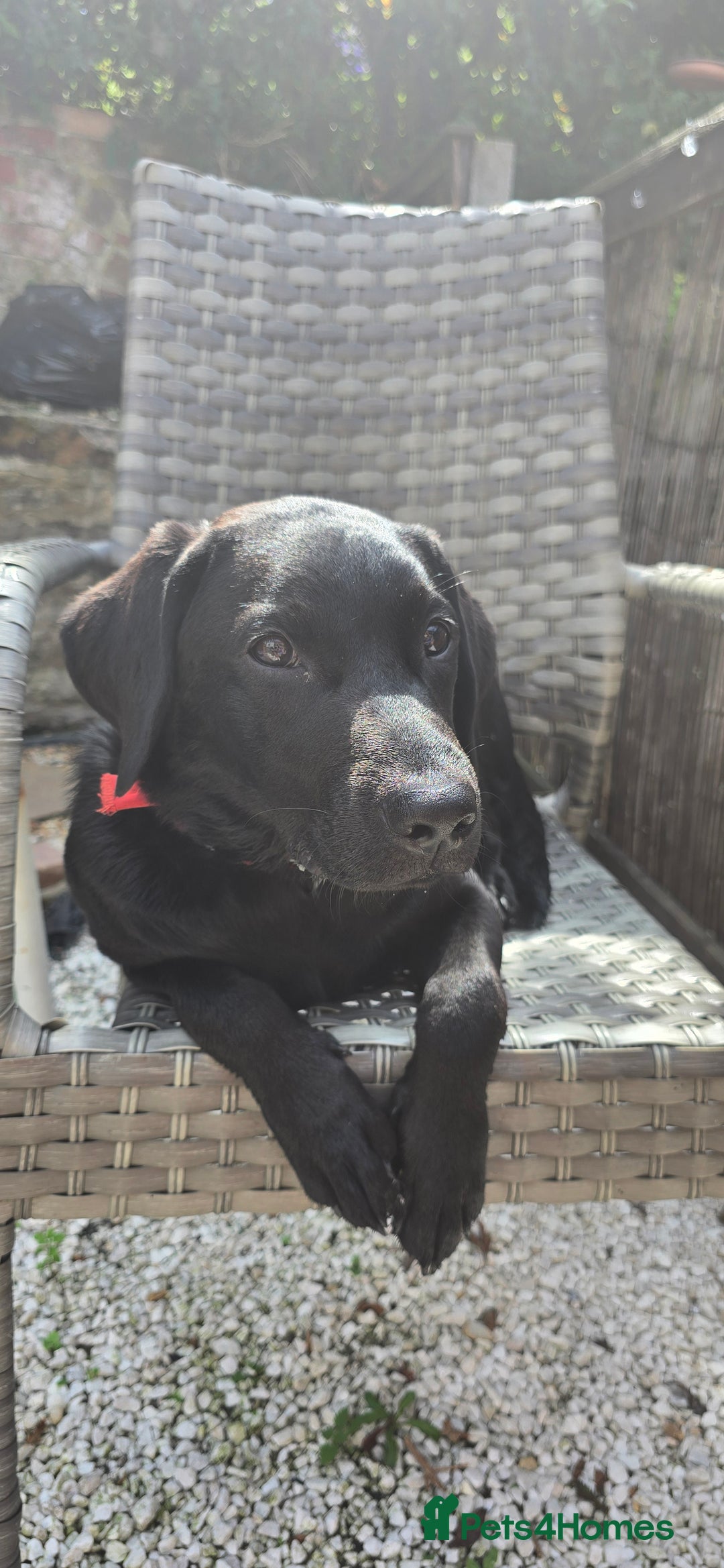Labrador Retriever dogs for sale: Labrador for sale - Image 13