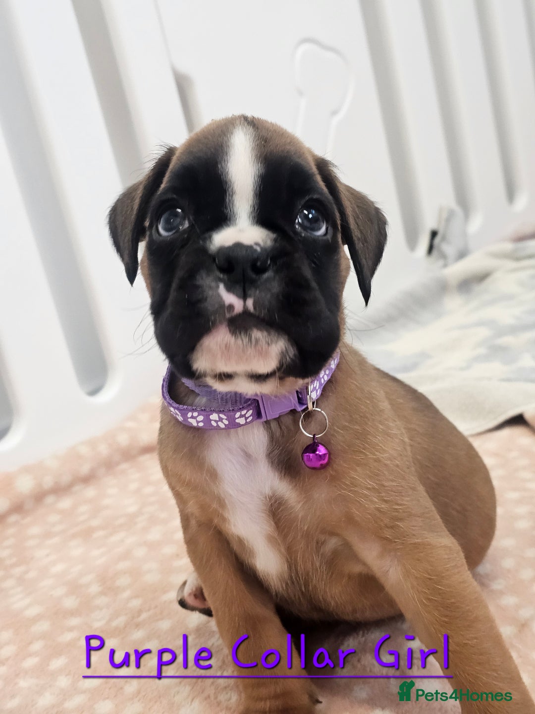 Boxer dogs for sale: Beautiful KC Registered Boxer Puppies - Advert 7