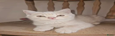 British Shorthair 5