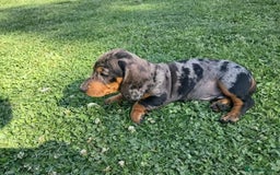 Miniature Dachshund dogs for sale: affectionate dapples sausages minis - Image 6
